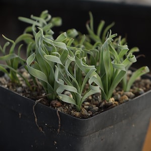 Plant - Albuca concordiana  full pot （Dormant, without leaves）