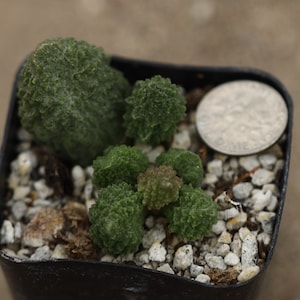 Plants - Adromischus marianiae  herrei “Red Coral”