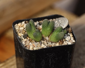 planta-Maceta llena- Conophytum.marginatum karamoepense ARM955D