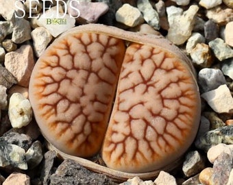 SEEDS - Lithops pseudotruncatella ‘Nauchas’ 20seeds