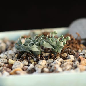 Plant -full pot- Albuca concordiana（Dormant, without leaves）