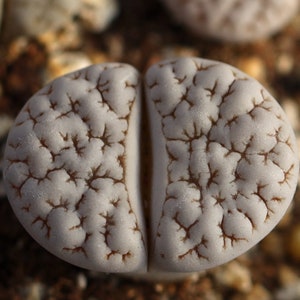 Plant Lithops gracilidelineata C189 image 1