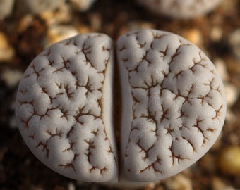 Plant - Lithops gracilidelineata C189