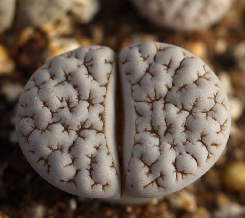 Plant Lithops gracilidelineata C189 image 1