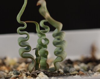 Plant - Trachyandra tortilis （Dormant, no leaves）