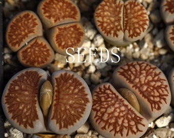 SEEDS - Lithops Julii 'Kikukaseki' 'Kosogyoku' 'Kikusiyo Giyoku' 20seeds