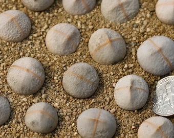 Pianta - Dinteranthus pole-evansii ‘golf ball’
