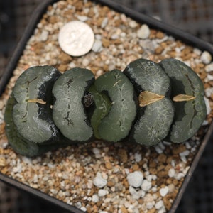 Plant-contains pot - Haworthia truncata