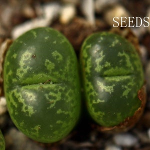 SEEDS - Conophytum lithopsoides kennedyi  20seeds