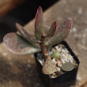 Plants -Adromischus alstonii
