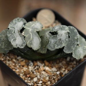 Plant-contains pot - Haworthia truncata