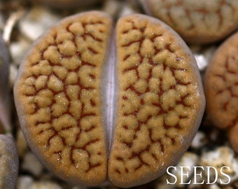 SEEDS - Lithops schwantesii   20seeds C165