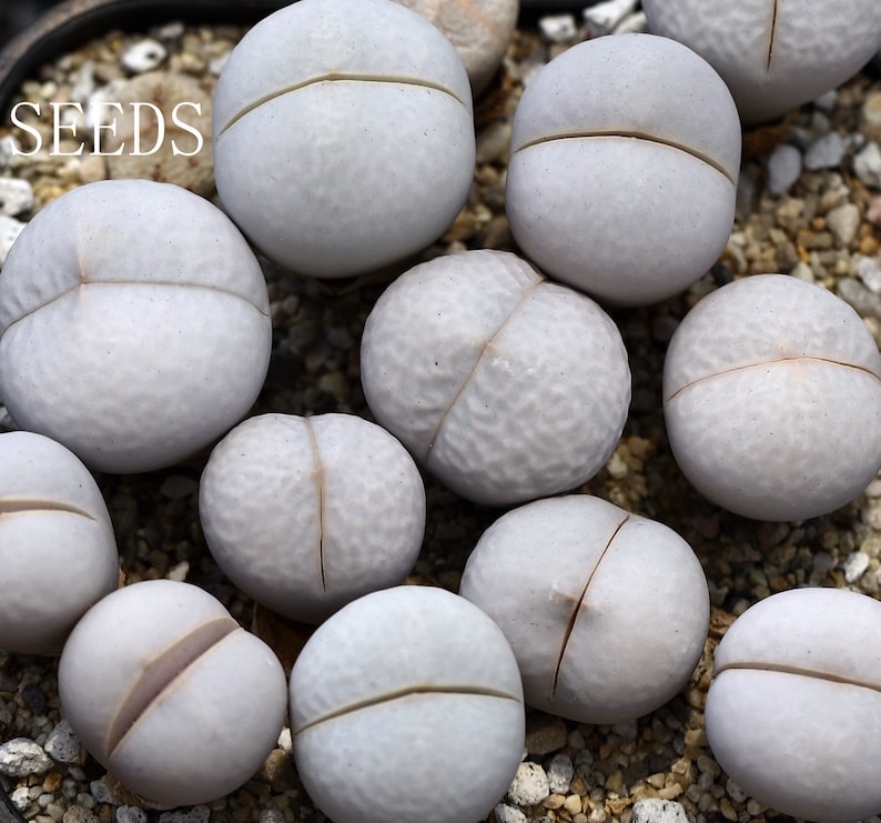 SEEDS Dinteranthus pole-evansii golf ball 50seeds image 1