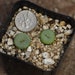 see more listings in the Lithops & Conophytum section