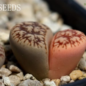 ZADEN - Lithops gesineae C78 (Variegata Bont) 10 zaden