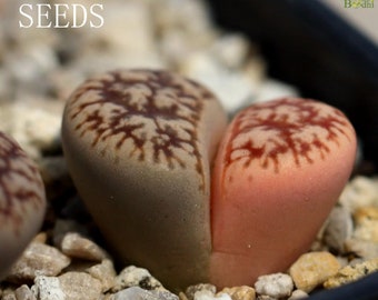 SEEDS - Lithops gesineae C78（Variegata Variegated）10seeds