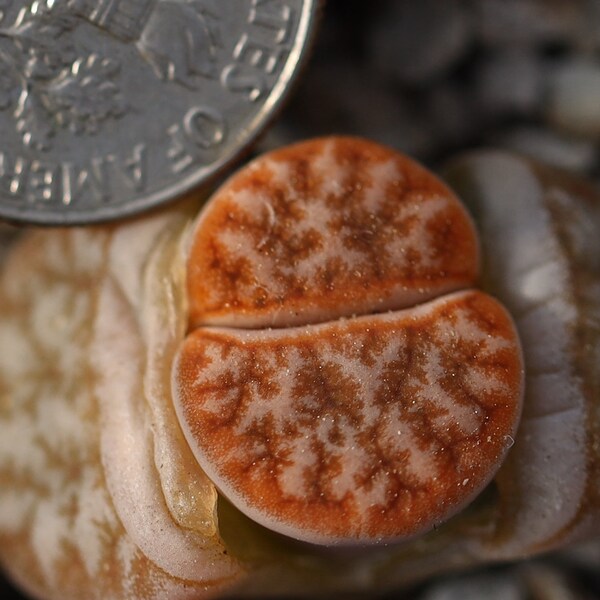 Plant-1- Lithops gracilidelineata 'café au lait' C309A