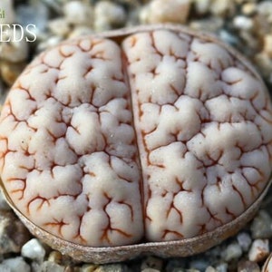 SEMI - Lithops gracilidelineata 10 semi C189