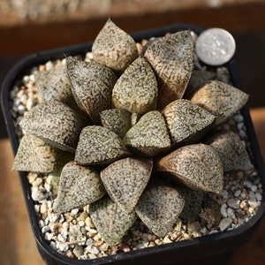 Plant-contains pot - Haworthia  Picta
