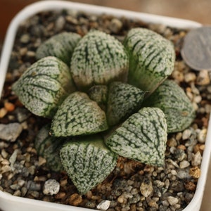 Plant-contains pot - Haworthia Picta