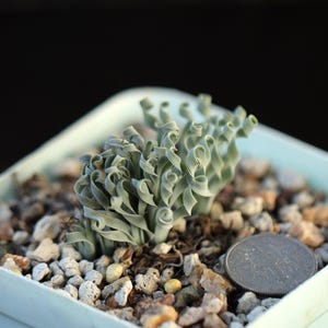 Plant -full pot- Albuca concordiana（Dormant, without leaves）