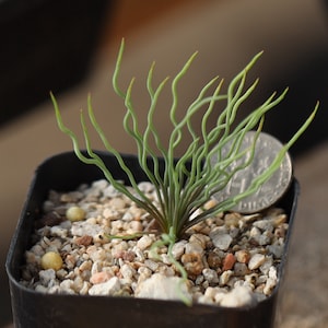 Plant - Bulbine torta （dormant leafless）