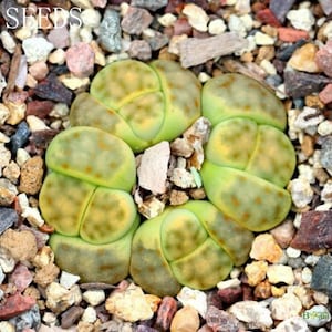 SEEDS - Lithops dinteri &#39;Dintergreen&#39;  C206A  25Seeds