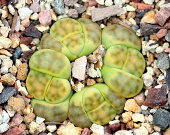 SEEDS - Lithops dinteri 'Dintergreen'  C206A  25Seeds