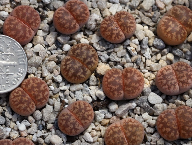 Plant-1 Lithops coleorum C396 image 1