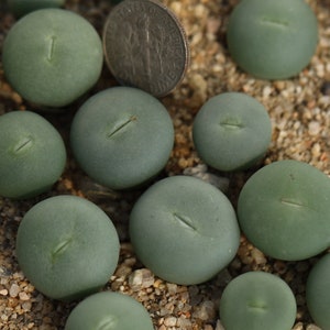 Conophytum pageae - Etsy 日本