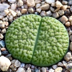 May include: A green succulent plant with a textured surface, split into two sections, set amongst small pebbles. The word "SEEDS" is visible at the top of the image. The plant is a Lithops.