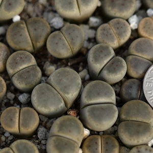 Plant - 1 -Lithops dinteri C268