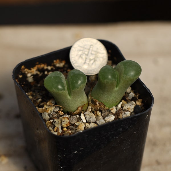 Plant - （Ophthalmophyllum）Conophytum