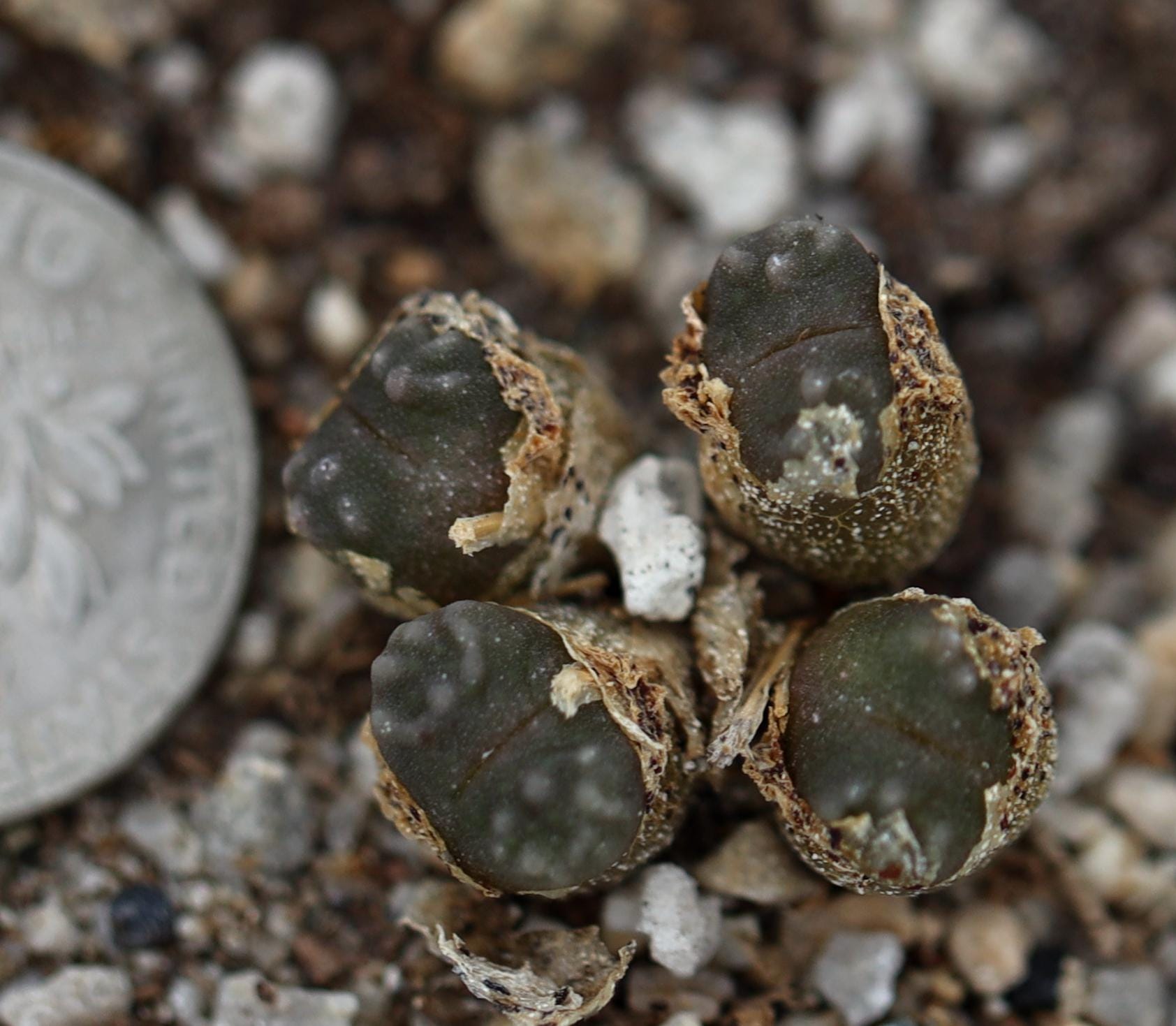 植物-1- コノフィツム・ヤングイ - Etsy 日本