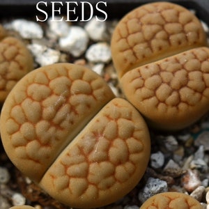May include: Close-up of brown and tan succulent plants with a textured surface. The plants are split in half and have a deep red line down the centre. The text "SEEDS" is visible at the top of the image.