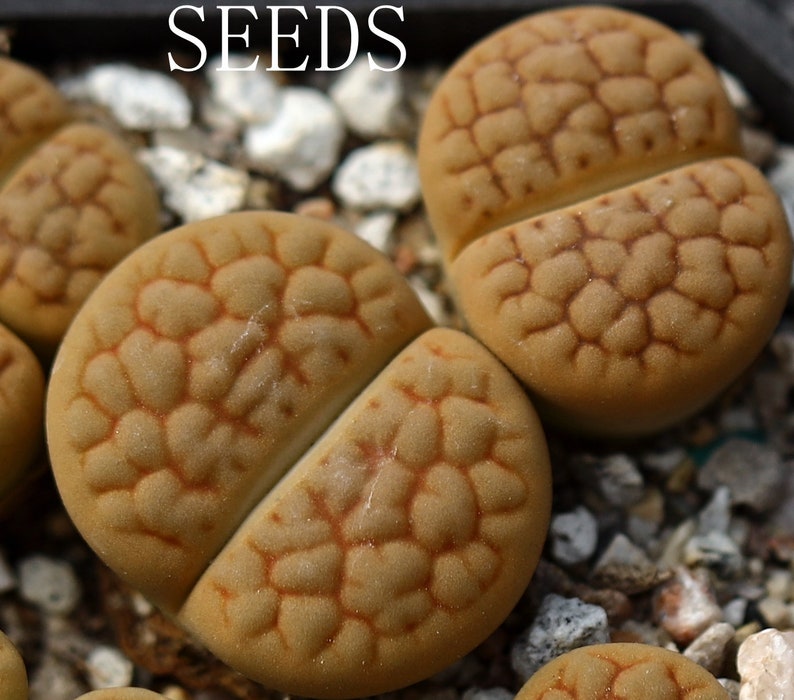 SEEDS Lithops hookeri Aubarede' C38A 15seeds image 1