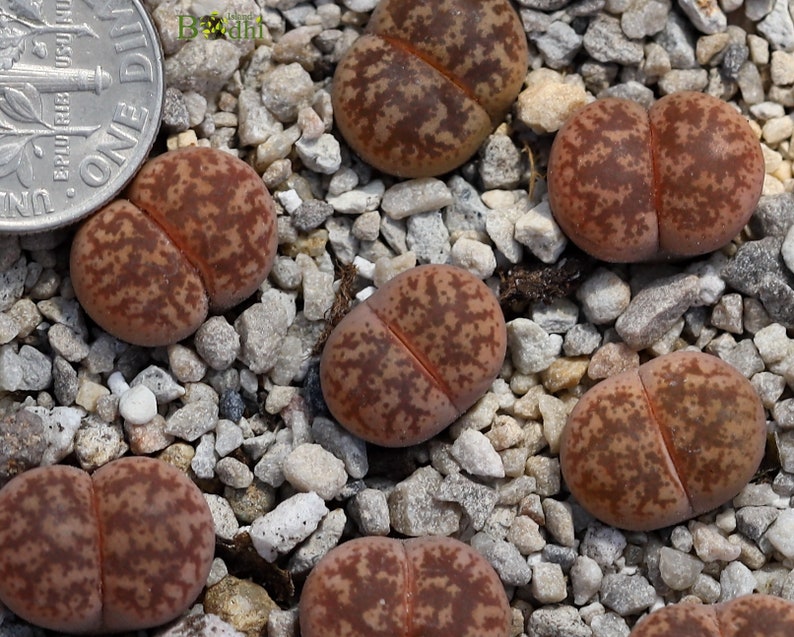 Plant-1 Lithops coleorum C396 image 2