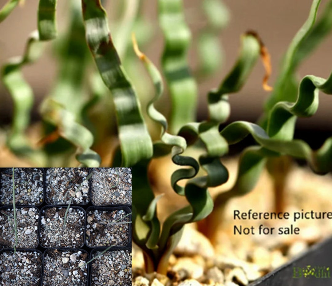 Trachyandra Tortilis In Bloom! : R/Caudex - Foto 7