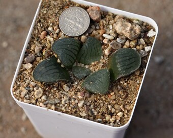 Plant-contains pot- Haworthia springbokvlakensis