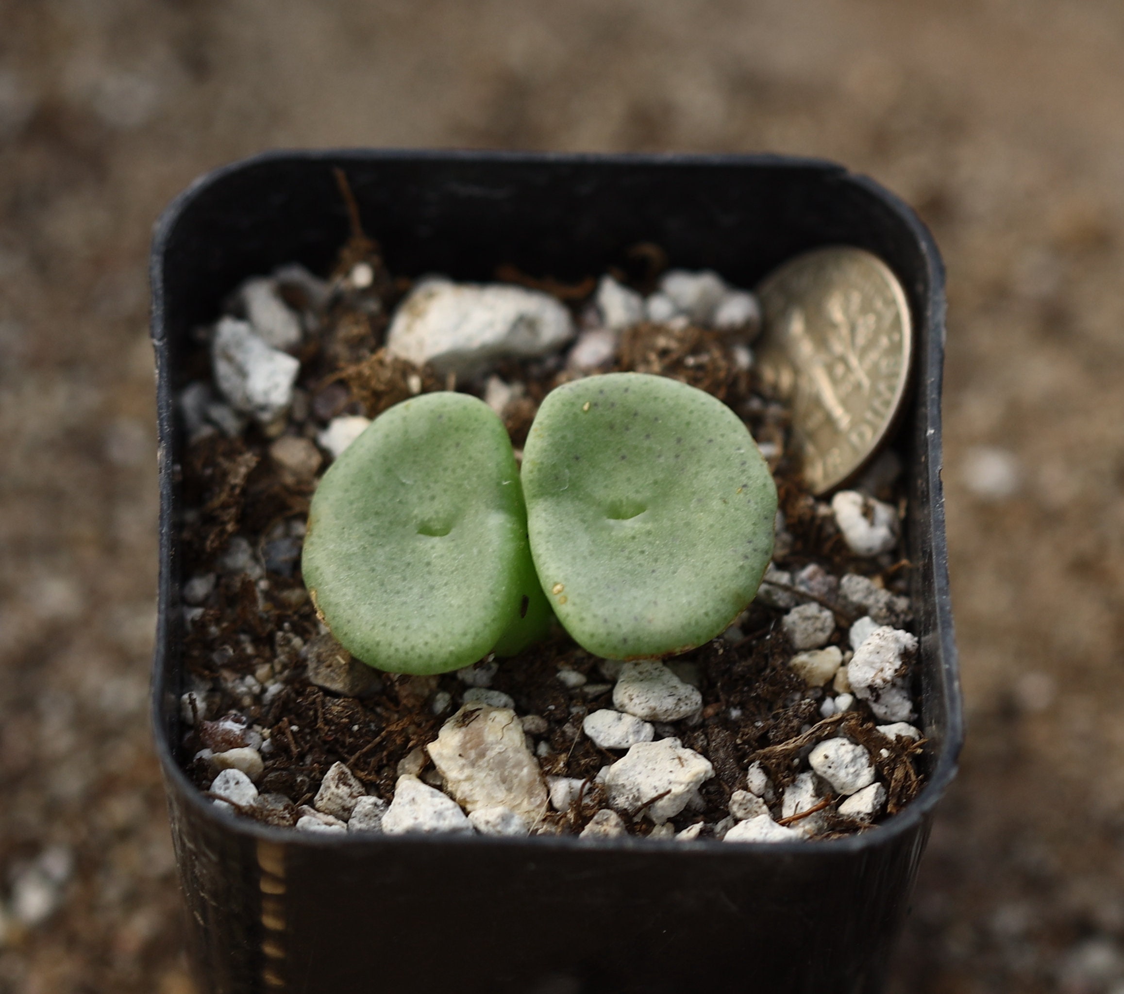 植物 - コノフィツム クラテリフォルメ - Etsy 日本