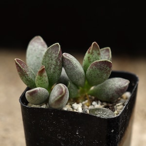 Plant - Adromischus marianiae