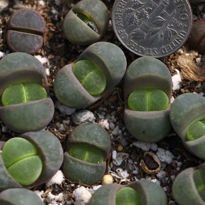 Plant-1 Lithops viridis SH388 image 1