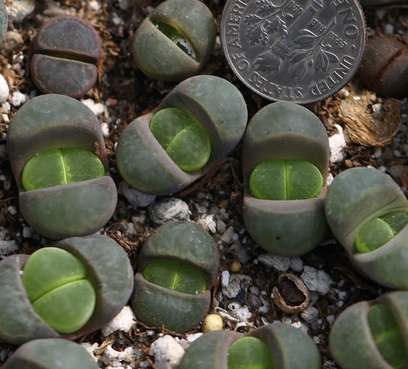 Plant-1 Lithops viridis SH388 image 1