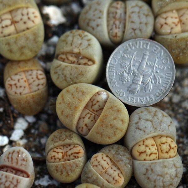 Plant-one-Lithops ruschiorum