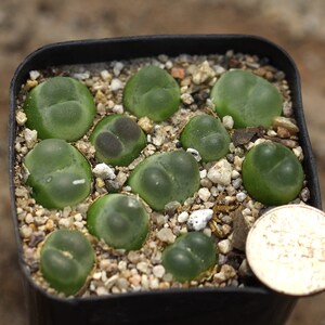 Plant-Full pot Conophytum ratum SH1200 image 2