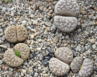 SEEDS  -Lithops gracilidelineata Hybrid  30 seeds