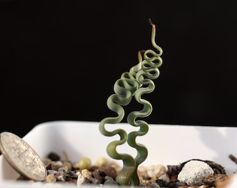 Plant - Trachyandra tortilis（Dormant, no leaves）