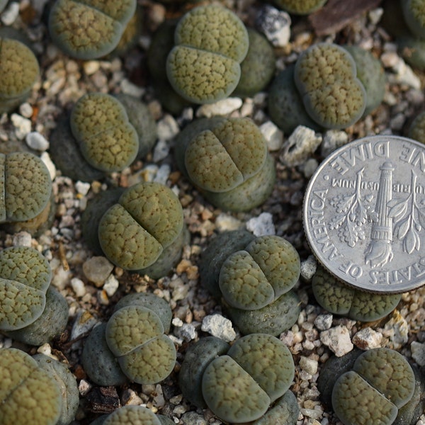 Plant-1- Lithops verruculosa 'Rose of Texas'