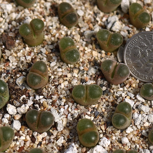 Plant-1- Conophytum/Ophthalmophyllum  lydiae