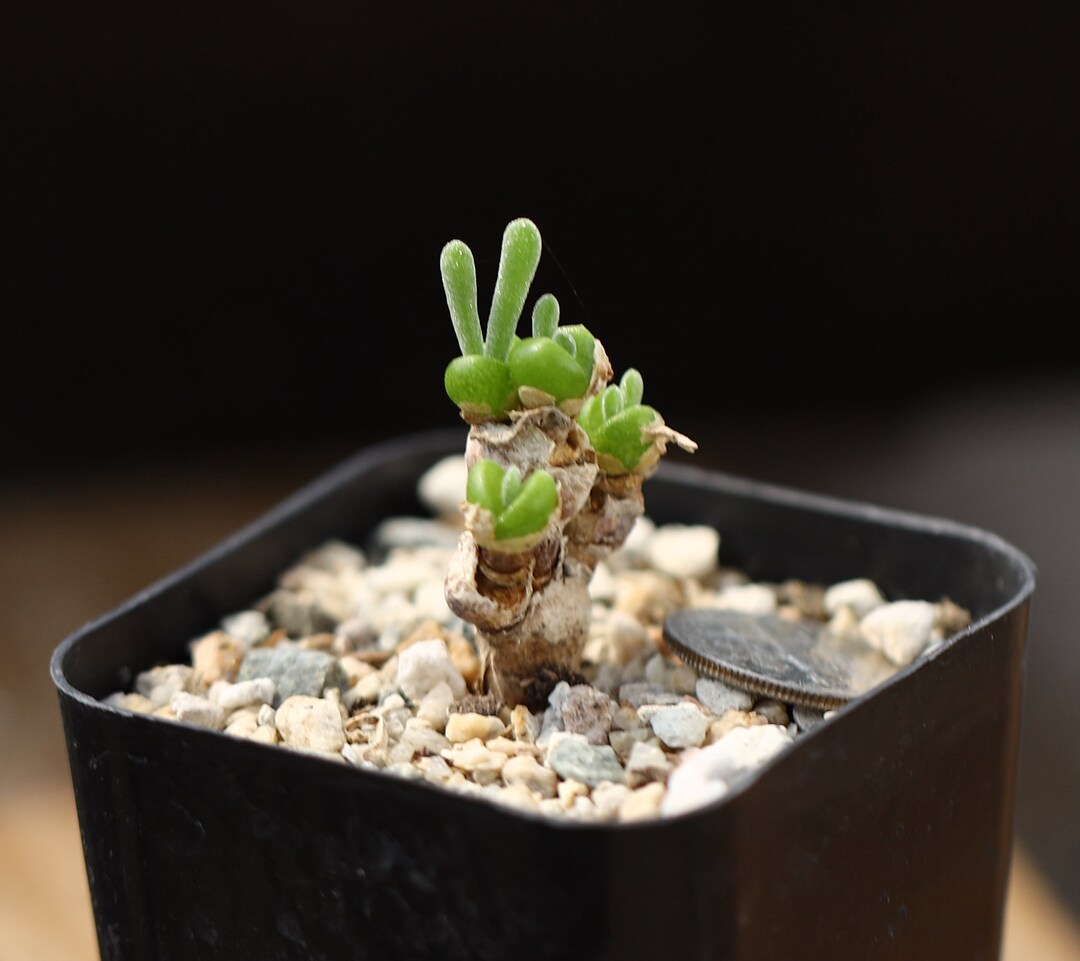 Plant Monilaria Obconica Etsy